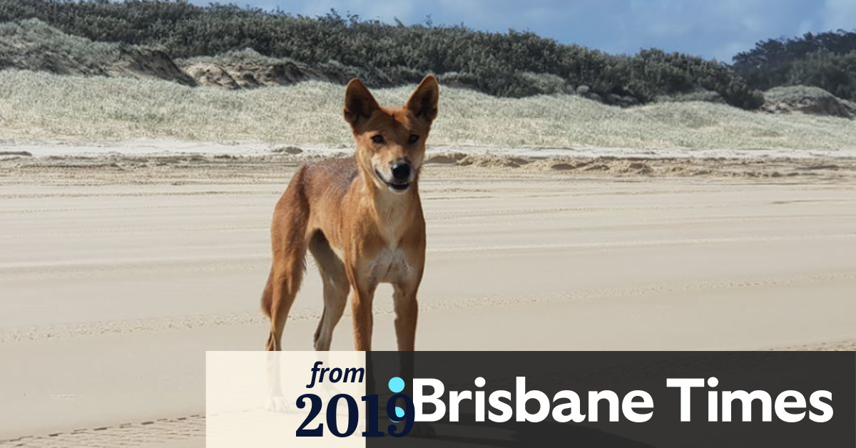 Cull not the answer to dingo attacks, Fraser Island group says
